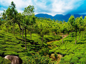 Munnar – South India’s Tea Haven